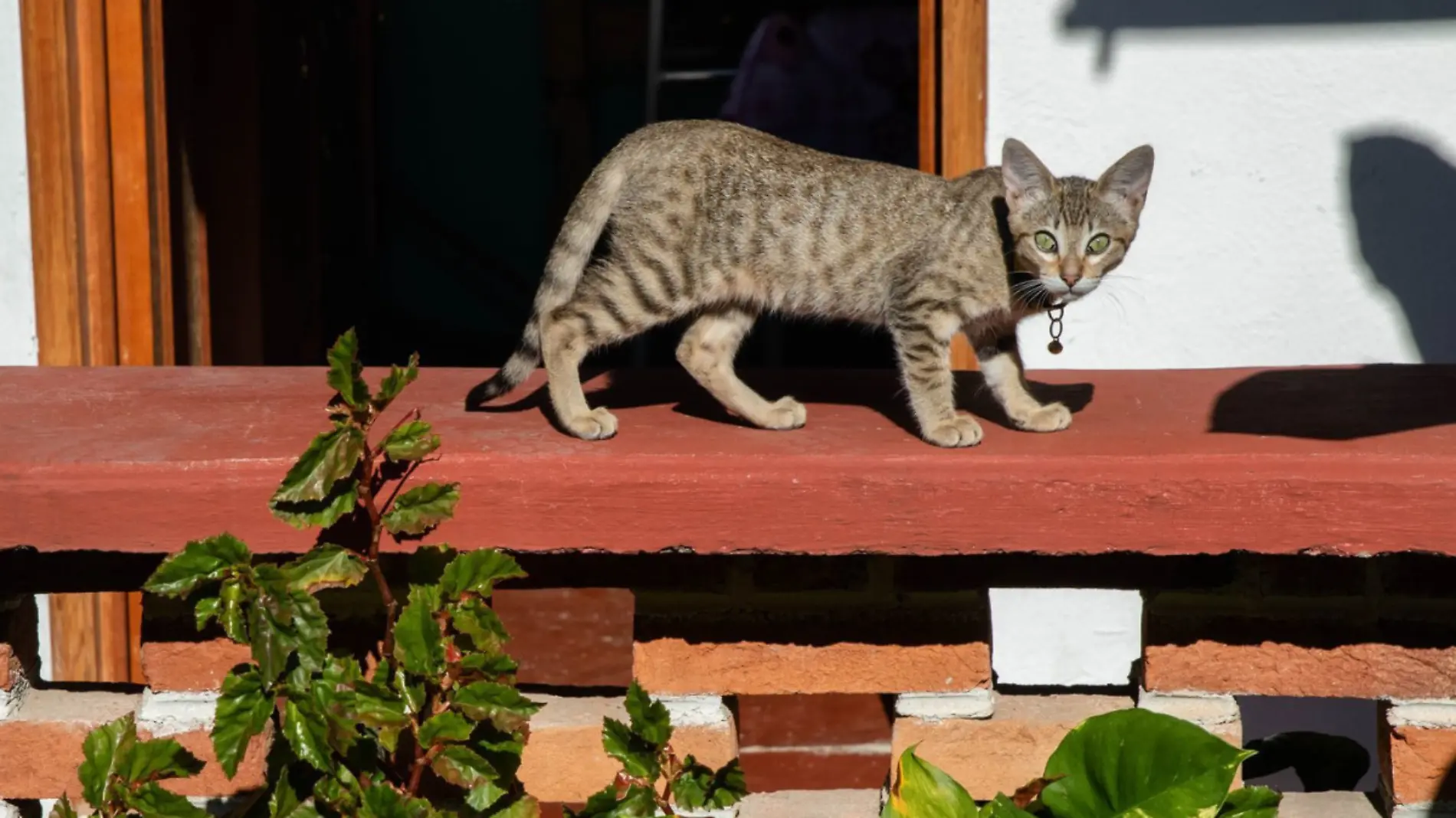 ¿Mi mascota esta deprimida Identifica cuáles son los síntomas 